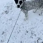Dog, Snow, Dog breed, Carnivore, Freezing, Collar, Winter, Snout, Companion dog, Dog Collar, Working Dog, Canidae, Dog Supply, Hunting Dog, Slope