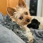 Dog, Dog breed, Carnivore, Dog Supply, Working Animal, Ear, Companion dog, Fawn, Comfort, Snout, Toy Dog, Liver, Small Terrier, Furry friends, Canidae, Terrier, Terrestrial Animal, Biewer Terrier, Yorkipoo