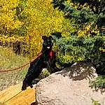Plant, Dog, Yellow, Carnivore, Dog breed, Grass, People In Nature, Slope, Tints And Shades, Tree, Landscape, Flower, Shrub, Bedrock, Tail, Shadow, Rock, Soil, Working Animal, Natural Landscape