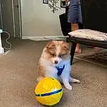 Cat, Dog breed, Carnivore, Sports Equipment, Felidae, Fawn, Comfort, Companion dog, Small To Medium-sized Cats, Ball, Toy, Whiskers, Tail, Chair, Tennis Ball, Furry friends, Room, Canidae
