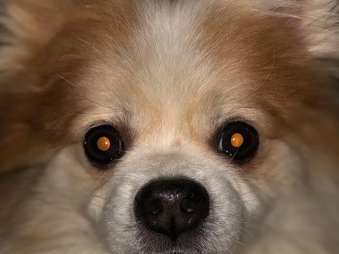 Head, Dog, Eyes, Dog breed, Carnivore, Whiskers, Companion dog, Fawn, Working Animal, Toy Dog, Snout, Ear, Canidae, Furry friends, Corgi-chihuahua, Dog Supply, Non-sporting Group, Terrestrial Animal, Ancient Dog Breeds
