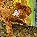 Dog, Cloud, Water Dog, Carnivore, Dog breed, Sky, Plant, Working Animal, Toy, Fawn, Grass, People In Nature, Companion dog, Snout, Art, Poodle, Terrestrial Animal, Canidae, Soil