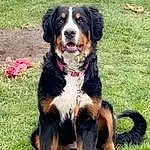 Dog, Green, Grass, Collar, Carnivore, Happy, Plant, People In Nature, Companion dog, Lawn, Font, Event, Dog breed, Photo Caption, Grassland, Bernese Mountain Dog, Tail, Graphics