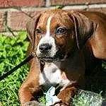 Dog, Dog breed, Carnivore, Companion dog, Fawn, Grass, Terrestrial Animal, Plant, Snout, Hound, Beaglier, Scent Hound, Brick, Working Animal, Brickwork, Liver, Canidae, Hunting Dog, Groundcover