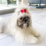 Dog, Carnivore, Dog breed, Companion dog, Fawn, Shih Tzu, Toy Dog, Snout, Furry friends, Liver, Tail, Non-sporting Group, Canidae, Maltepoo, Terrestrial Animal