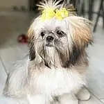 Dog, White, Carnivore, Liver, Dog breed, Shih Tzu, Companion dog, Fawn, Snout, Toy Dog, Working Animal, Shih-poo, Furry friends, Mal-shi, Biting, Terrestrial Animal, Dog Supply, Maltepoo, Non-sporting Group, Small Terrier