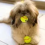 Dog, Dog breed, Carnivore, Liver, Yellow, Shih Tzu, Dog Supply, Tennis Ball, Companion dog, Fawn, Toy Dog, Snout, Working Animal, Ball, Furry friends, Canidae, Small Terrier, Tennis Equipment, Terrier