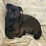 Dog, Dog breed, Carnivore, Working Animal, Pug, Grey, Companion dog, Fawn, Whiskers, Comfort, Snout, Terrestrial Animal, Liver, Canidae, Wrinkle, Toy Dog, Non-sporting Group, Puppy, Sitting