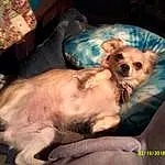 Dog, Carnivore, Sunglasses, Comfort, Dog Supply, Fawn, Companion dog, Whiskers, Dog breed, Toy Dog, Clock, Chihuahua, Couch, Bed, Furry friends, Paw, Canidae, Room, Linens