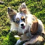 Dog, Plant, Carnivore, Dog breed, Whiskers, Grass, Companion dog, Fawn, Snout, Tail, Toy Dog, Chihuahua, Furry friends, Canidae, Terrestrial Animal, Jumping, Wing, Terrier