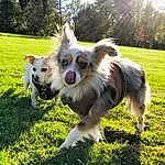 Dog, Plant, Carnivore, Papillon, Dog breed, Grass, Fawn, Tree, Companion dog, Dog Supply, Toy Dog, Canidae, Russkiy Toy, Furry friends, Landscape, Small Terrier, Corgi-chihuahua, Whiskers, Grassland