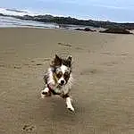 Dog, Water, Sky, Beach, Carnivore, Cloud, Coastal And Oceanic Landforms, Dog breed, Companion dog, Shore, Landscape, Sand, Toy Dog, Horizon, Coast, Wind Wave, Herding Dog, Ocean, Terrier
