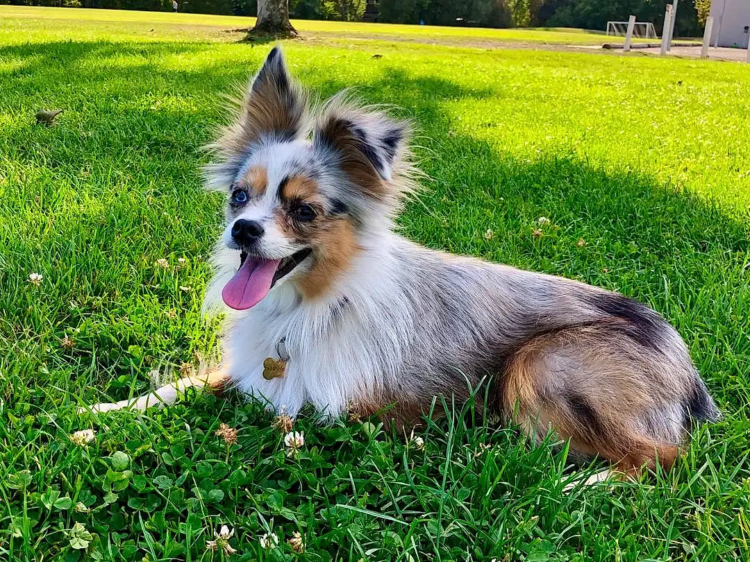Papillon, Dog, Plant, Green, Carnivore, Grass, Dog Supply, Whiskers, Fawn, Dog breed, Toy Dog, Companion dog, Snout, Tree, Canidae, Dog Agility, Tail, Furry friends, Working Animal