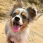 Dog, Carnivore, Dog breed, Fawn, Whiskers, Companion dog, Snout, Terrestrial Animal, Canidae, Furry friends, Fang, Happy, Landscape, Jumping, Working Dog, Scotch Collie, Sand, Soil, Puppy