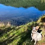 Water, Dog, Water Resources, Plant, Dog breed, Carnivore, Lake, Natural Landscape, Grass, Watercourse, Sky, Bank, Fawn, Companion dog, Morning, Grassland, Lacustrine Plain, Summer, People In Nature