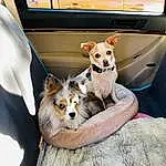 Dog, Car, Dog breed, Dog Supply, Carnivore, Vehicle, Companion dog, Vroom Vroom, Fawn, Collar, Vehicle Door, Car Seat, Automotive Exterior, Comfort, Toy Dog, Canidae, Car Seat Cover, Furry friends, Auto Part