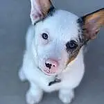 Dog, Eyes, Dog breed, Carnivore, Ear, Companion dog, Fawn, Whiskers, Snout, Working Animal, Furry friends, Collar, Canidae, Non-sporting Group, Tail, Corgi-chihuahua, Toy Dog, Terrestrial Animal