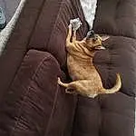 Watch, Dog, Comfort, Carnivore, Fawn, Sunglasses, Companion dog, Couch, Felidae, Seat Belt, Human Leg, Personal Luxury Car, Car Seat Cover, Car Seat, Vehicle Door, Canidae, Bag, Metal, Dog breed