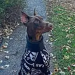 Dog, Dog breed, Carnivore, Dog Supply, Fawn, Companion dog, Grass, Snout, Working Animal, Collar, Toy Dog, Dobermann, Canidae, Pattern, Whiskers, Guard Dog, Working Dog, Terrestrial Animal, Pet Supply