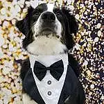 Dog, Dog breed, Dog Supply, Carnivore, Collar, Bow Tie, Companion dog, Dog Collar, Tie, Snout, Toy Dog, Eyewear, Formal Wear, Whiskers, Furry friends, Font, Pet Supply, Fashion Accessory, Working Animal