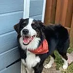 Dog, Collar, Carnivore, Dog breed, Plant, Companion dog, Whiskers, Dog Collar, Herding Dog, Snout, Tail, Smile, Chair, Border Collie, Door, Automotive Tire, Furry friends, Canidae, Tire