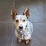 Dog, Dog breed, Carnivore, Collar, Whiskers, Working Animal, Fawn, Companion dog, Dog Collar, Road Surface, Australian Cattle Dog, Snout, Tail, Canidae, Street dog, Terrestrial Animal, Terrier, Koolie