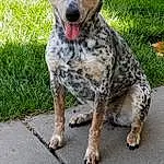 Dog, Australian Cattle Dog, Military Camouflage, Dog breed, Carnivore, Grass, Collar, Companion dog, Snout, Road Surface, Working Animal, Canidae, Camouflage, Terrestrial Animal, Working Dog, Guard Dog, Dog Collar, Koolie, Pattern