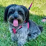 Dog, Carnivore, Dog breed, Collar, Dog Supply, Companion dog, Grass, Toy Dog, Liver, Snout, Working Animal, Dog Collar, Water Dog, Canidae, Terrier, Small Terrier, Furry friends, Leash, Yorkipoo