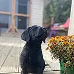 Dog, Plant, Dog breed, Carnivore, Flowerpot, Flower, Working Animal, Companion dog, Fawn, Window, Snout, Terrestrial Animal, Wood, Furry friends, Tail, Grass, Liver, Gun Dog, Canidae