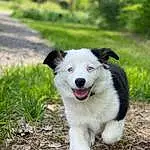 Dog, Plant, Carnivore, Companion dog, Dog breed, Grass, Herding Dog, Snout, Terrestrial Animal, Working Dog, Tree, Canidae, Soil