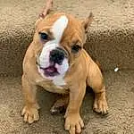 Dog, Bulldog, Carnivore, Fawn, Wrinkle, Companion dog, Dog breed, Working Animal, Snout, Wood, Molosser, Canidae, Working Dog, Whiskers, Paw, Puppy, Ancient Dog Breeds, Non-sporting Group