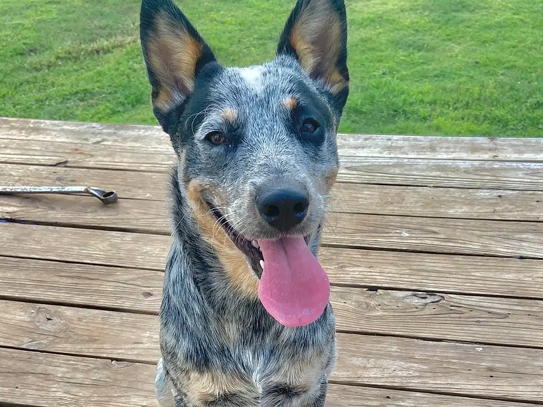 Dog, Australian Cattle Dog, Dog breed, Carnivore, Fawn, Snout, Australian Stumpy Tail Cattle Dog, Wood, Whiskers, Herding Dog, Collar, Plant, Working Animal, Texas Heeler, Plank, Working Dog, Companion dog, Canidae, Guard Dog
