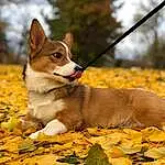 Dog, Carnivore, Sky, Plant, Fawn, Dog breed, Companion dog, Tree, Tail, Deciduous, Snout, Twig, Wood, Grass, Terrestrial Animal, Natural Landscape, Trunk, Whiskers, Autumn