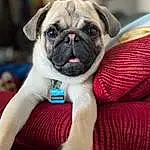 Pug, Dog, Dog breed, Carnivore, Companion dog, Fawn, Wrinkle, Toy Dog, Snout, Comfort, Whiskers, Electric Blue, Furry friends, Canidae, Non-sporting Group, Working Animal, Terrestrial Animal, Ancient Dog Breeds
