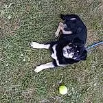 Dog, Dog breed, Carnivore, Grass, Felidae, Companion dog, Tail, Groundcover, Fruit, Herding Dog, Small To Medium-sized Cats, Ball, Soil, Working Dog, Furry friends, Non-sporting Group, Terrestrial Animal, Paw, Canidae