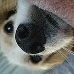 Nose, Eyes, Dog, Eyelash, Carnivore, Dog breed, Fawn, Companion dog, Whiskers, Snout, Furry friends, Working Animal, Paw, Canidae, Terrestrial Animal, Comfort, Tail, Non-sporting Group