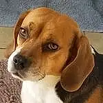 Dog, Carnivore, Dog breed, Fawn, Companion dog, Whiskers, Working Animal, Snout, Hound, Terrestrial Animal, Canidae, Beaglier, Furry friends, Scent Hound, Beagle, Puppy love, Ancient Dog Breeds, Hunting Dog, Liver