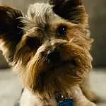 Dog, Carnivore, Working Animal, Liver, Dog breed, Dog Supply, Fawn, Companion dog, Toy Dog, Small Terrier, Snout, Terrier, Whiskers, Furry friends, Dog Collar, Yorkipoo, Biewer Terrier, Water Dog, Canidae