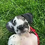 Dog, Dalmatian, Plant, Carnivore, Grass, Fawn, Companion dog, Whiskers, Collar, Dog breed, Groundcover, Working Animal, Dog Collar, Canidae, Terrestrial Animal, Guard Dog, Puppy love, Tail, Toy