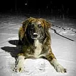 Dog, Snow, Carnivore, Dog breed, Freezing, Companion dog, Snout, Furry friends, Winter, Canidae, Working Dog, Herding Dog