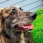 Dog, Plant, Eyes, Jaw, Carnivore, Whiskers, Dog breed, Working Animal, Collar, Companion dog, Grass, Snout, Liver, Terrestrial Animal, Herding Dog, Canidae, Furry friends, Borador, Guard Dog