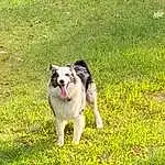 Dog, Dog breed, Carnivore, Plant, Grass, Companion dog, Fawn, Sled Dog, Tail, Lawn, Grassland, Canidae, Wolf, Working Dog, Tree, Pasture, Herding Dog, Collie