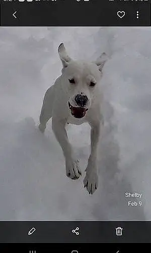 Dogo Argentino Dog Winter