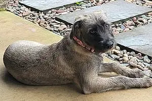 Irish Wolfhound Dog Wendy