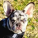 Dog, Eyes, Ear, Dog breed, Carnivore, Grass, Whiskers, Collar, Fawn, Companion dog, Working Animal, Snout, Terrestrial Animal, Close-up, Bulldog, Toy Dog, Plant, Dog Collar, Canidae