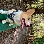 Dog, Plant, Carnivore, Fang, Dog breed, Collar, Fawn, Grass, Felidae, Whiskers, Companion dog, Small To Medium-sized Cats, Tail, Snout, Yawn, Herding Dog, Tree, Welsh Corgi, Wood, Furry friends