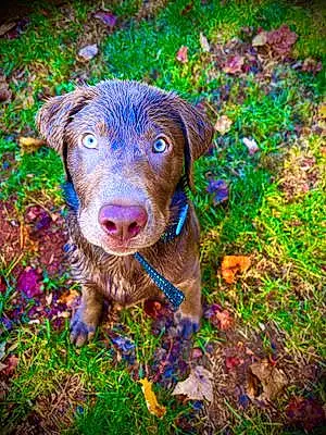Name Labrador Retriever Dog Ally