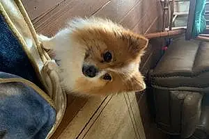 Pomeranian Dog Rocky