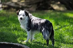 Name Australian Shepherd Dog Merlin