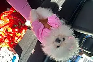 Pomeranian Dog Chanel